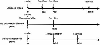 Characterization of Inflammation in Delayed Cortical Transplantation